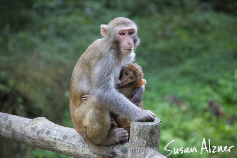 Mother and baby monkees in Zhangjiajie National Forest Park, China