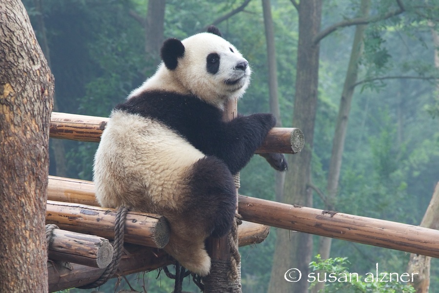 Panda in Chengdu Research Base of Giant Panda Breeding in Chengdu, China