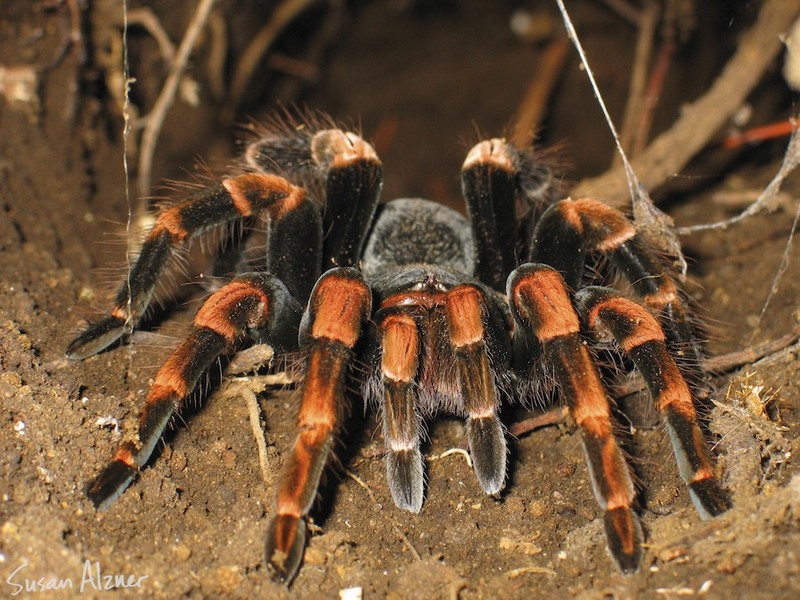 Costa Rica tarantula