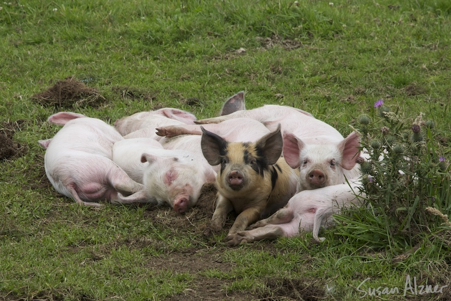 Piglets chilling in Chile