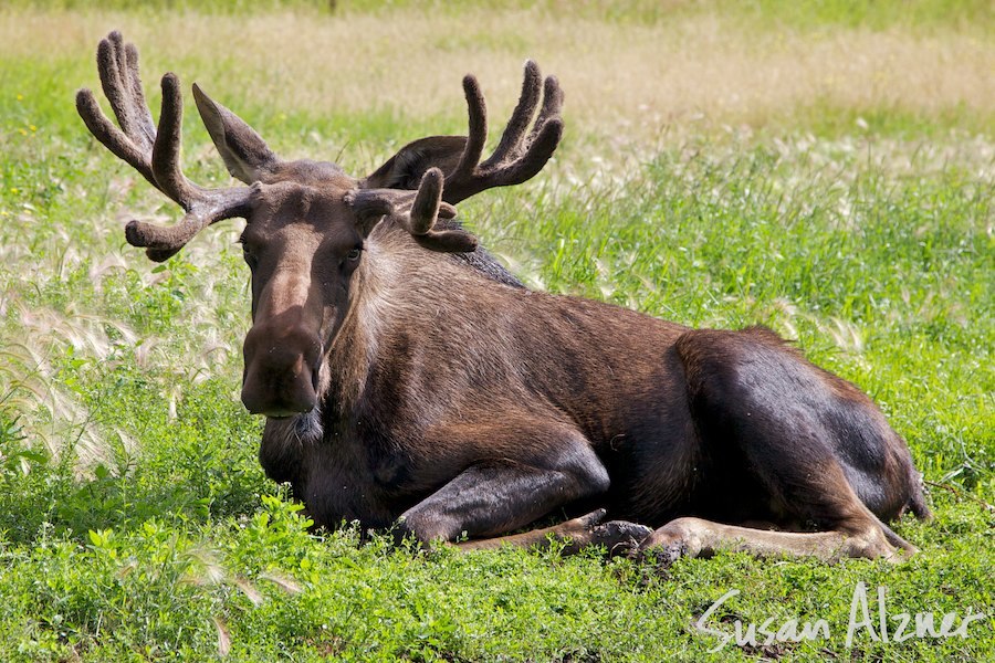 Moose in Alaska