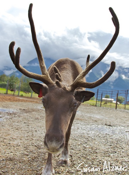 Reindeer in Alaska