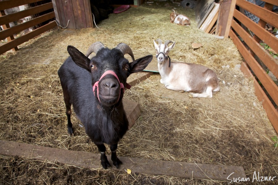 Goats in Alaska