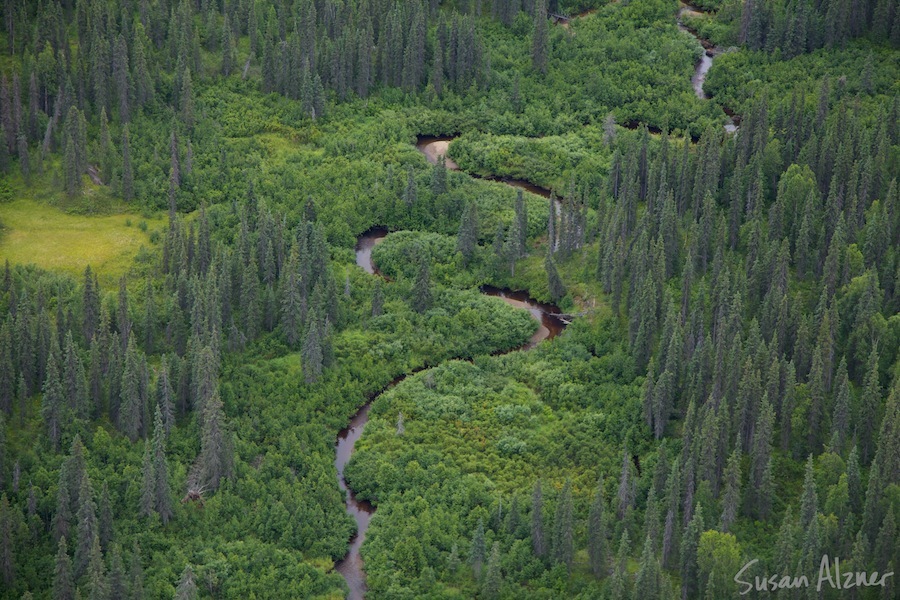 Alaska forest