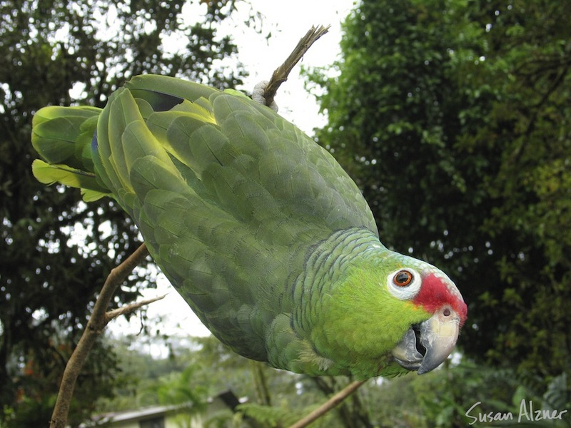 Wild parrot in Arenal, Costa Rica