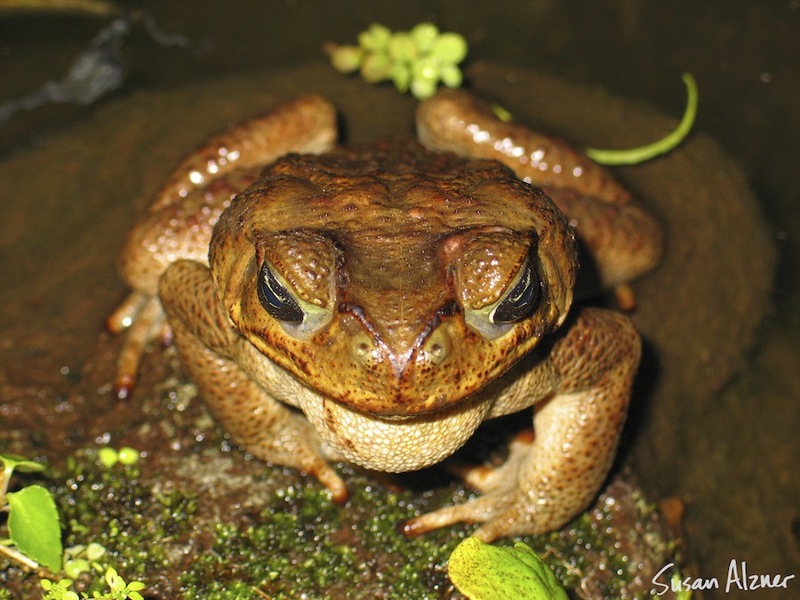 Toad in Arenal, Costa Rica