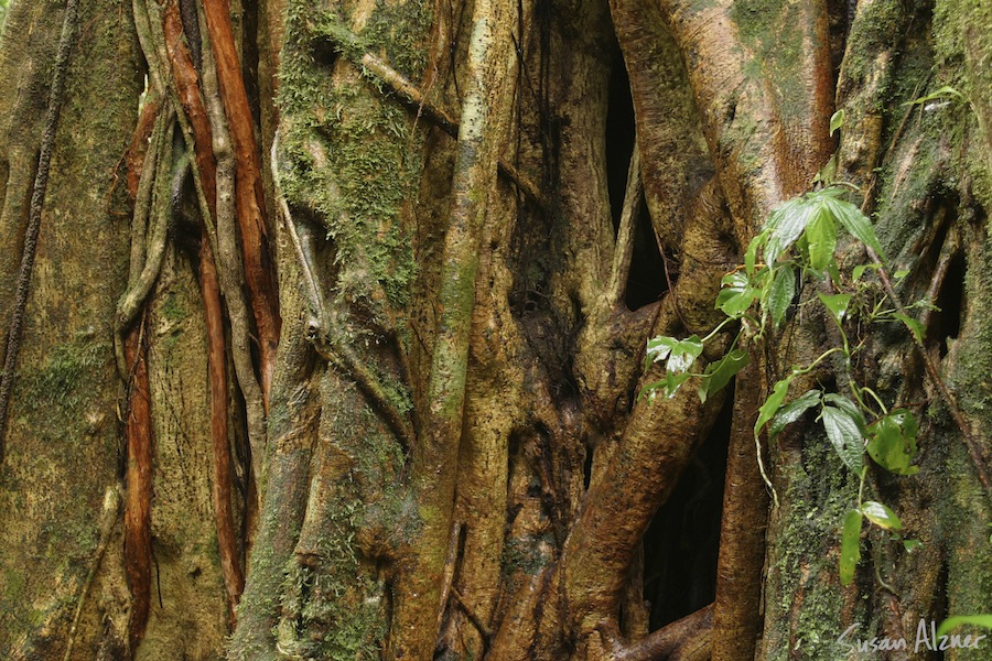Monteverde Cloud Forest, Costa Rica