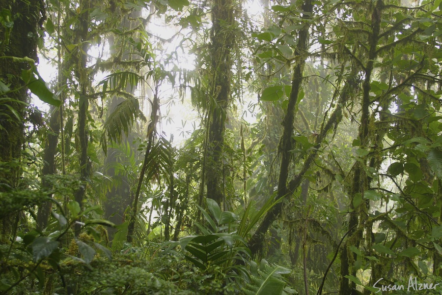 Monteverde Cloud Forest, Costa Rica