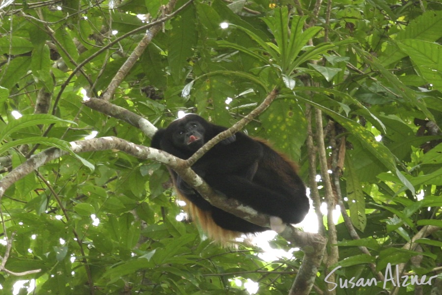 Costa Rica monkey