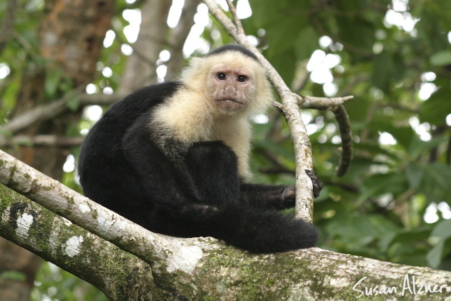 Costa Rica angry monkey