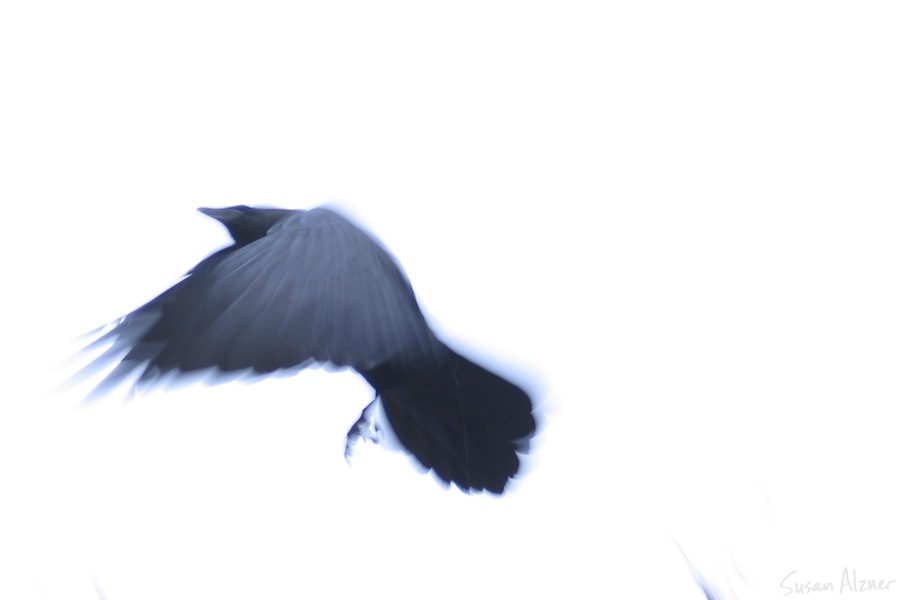 Crow in flight - Bright Angel Trail, Grand Canyon