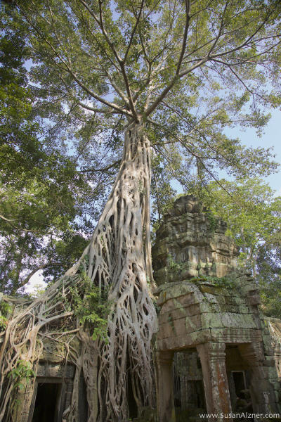 Ta Prohm, Siem Reap, Cambodia